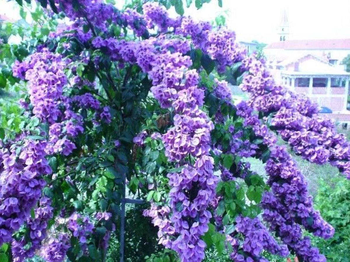 פוסטיר Apartments Jelka מראה חיצוני תמונה